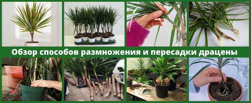 Пересадка драцены Пересадка драцены